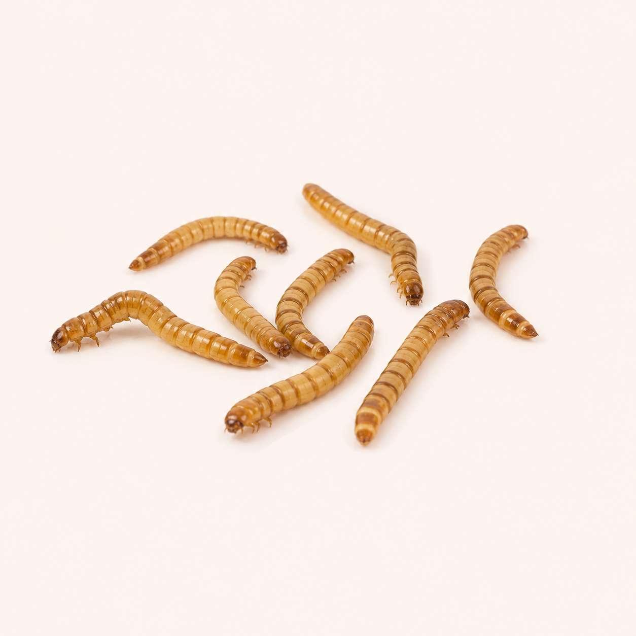 Live Superworms