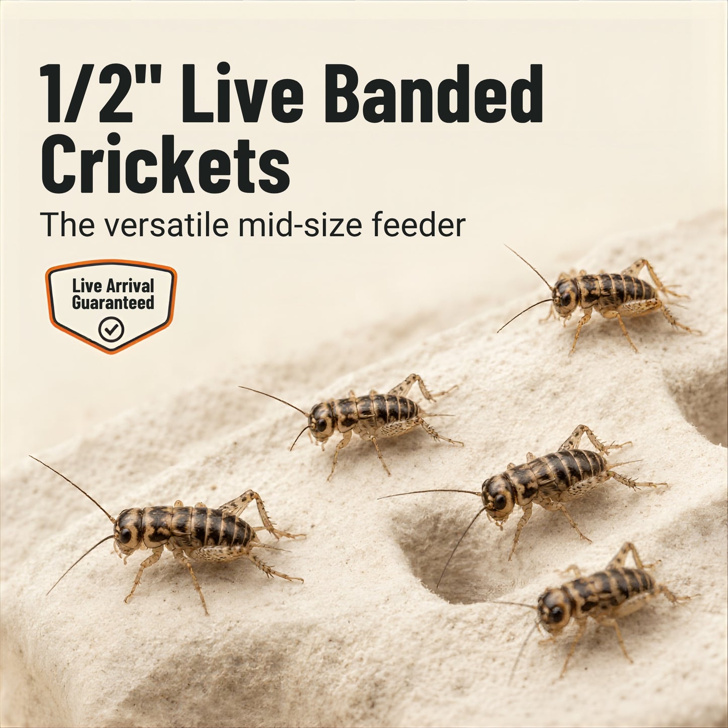 Live Banded Crickets Feeder Insects
