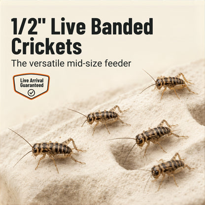 Live Banded Crickets Feeder Insects