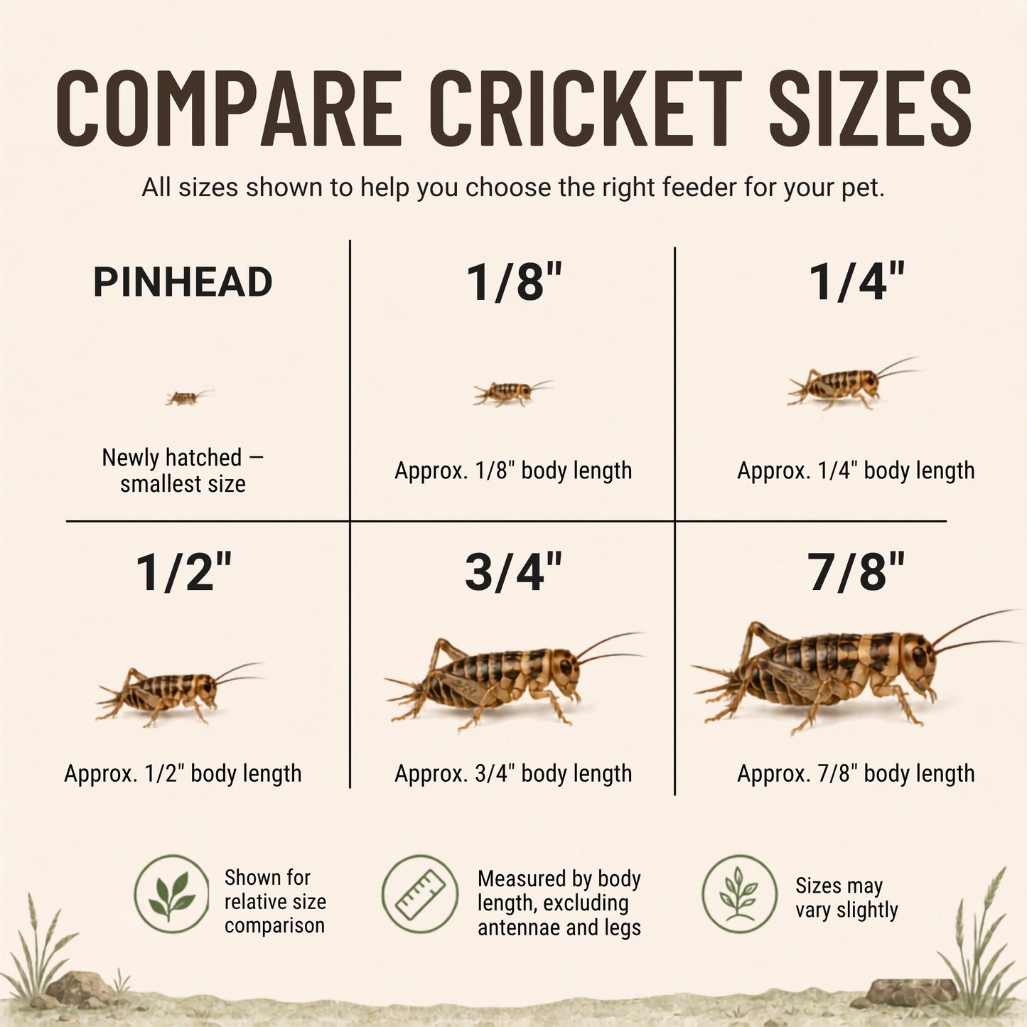 Live Banded Crickets Feeder Insects