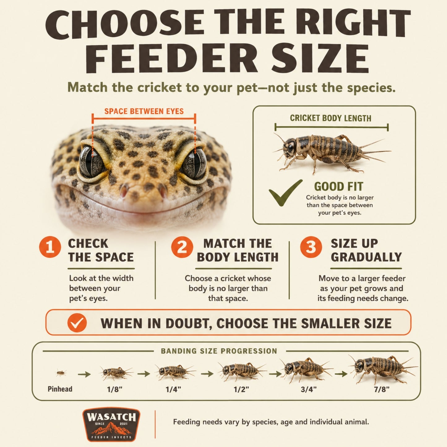 Live Banded Crickets Feeder Insects