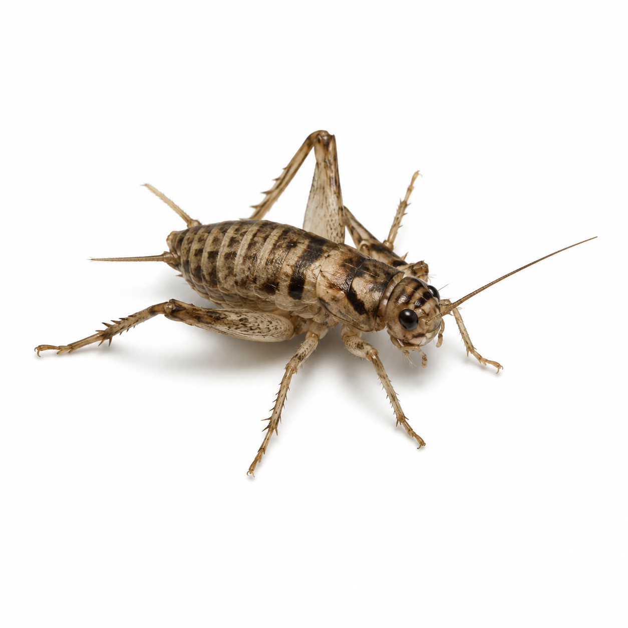 Live Banded Crickets Feeder Insects