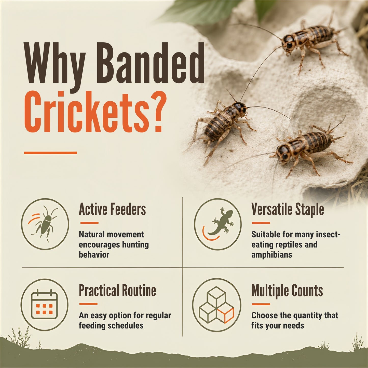 Live Banded Crickets Feeder Insects