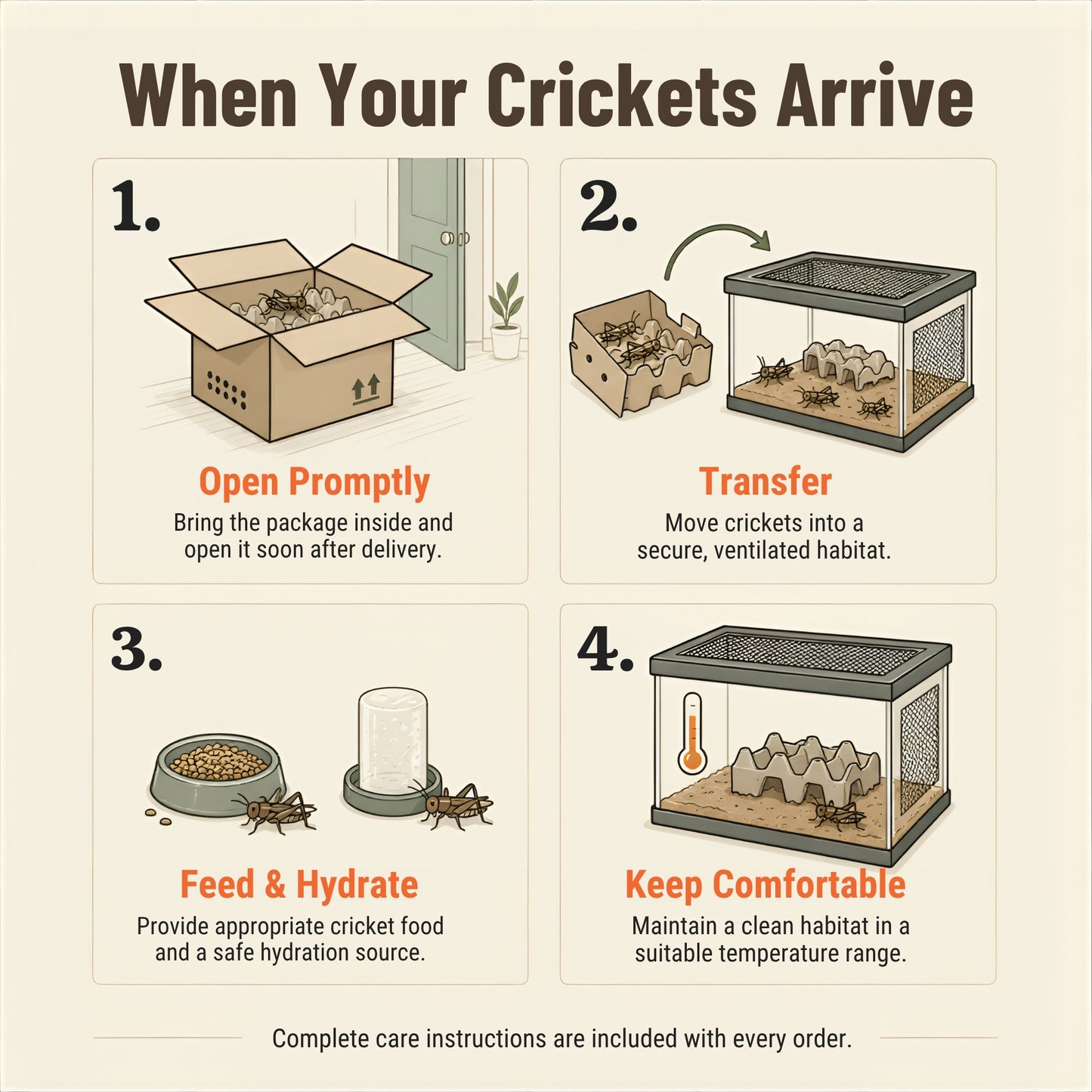 Live Banded Crickets