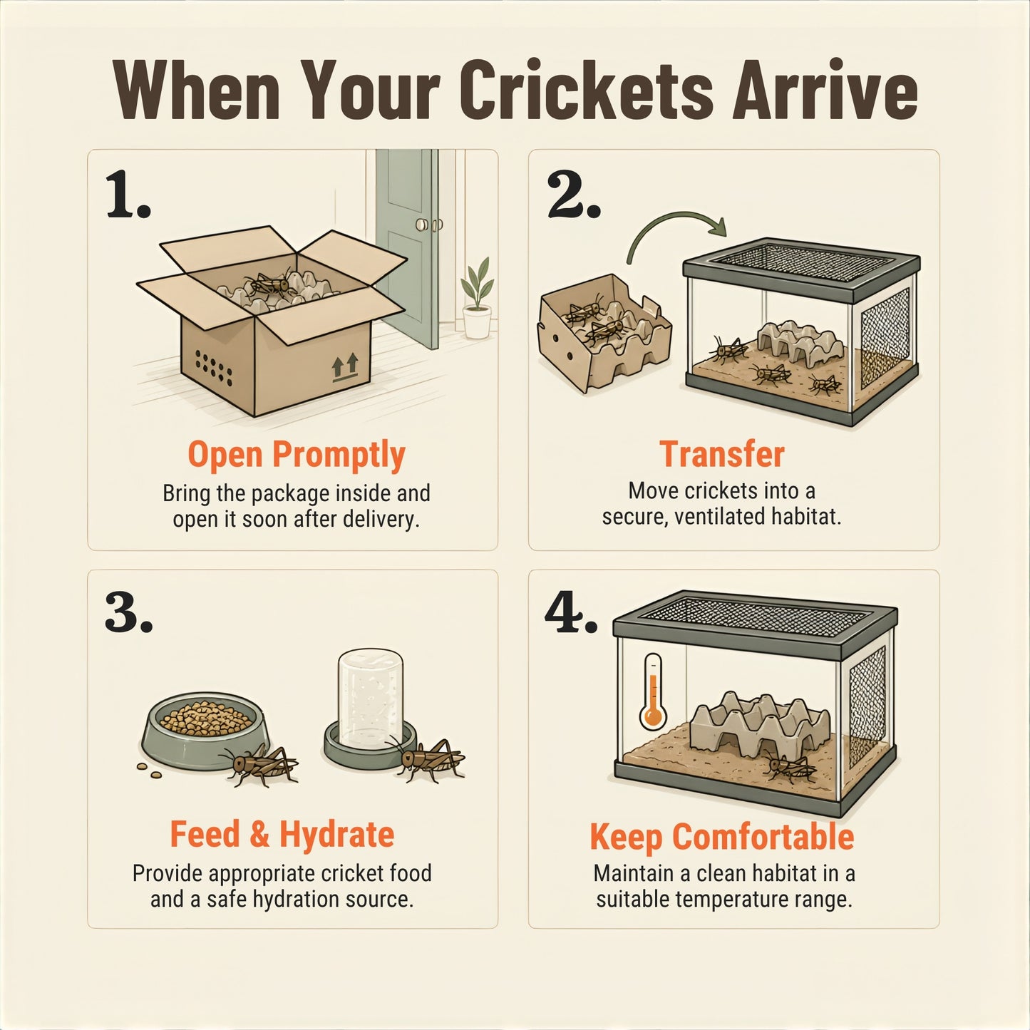 Live Banded Crickets Feeder Insects