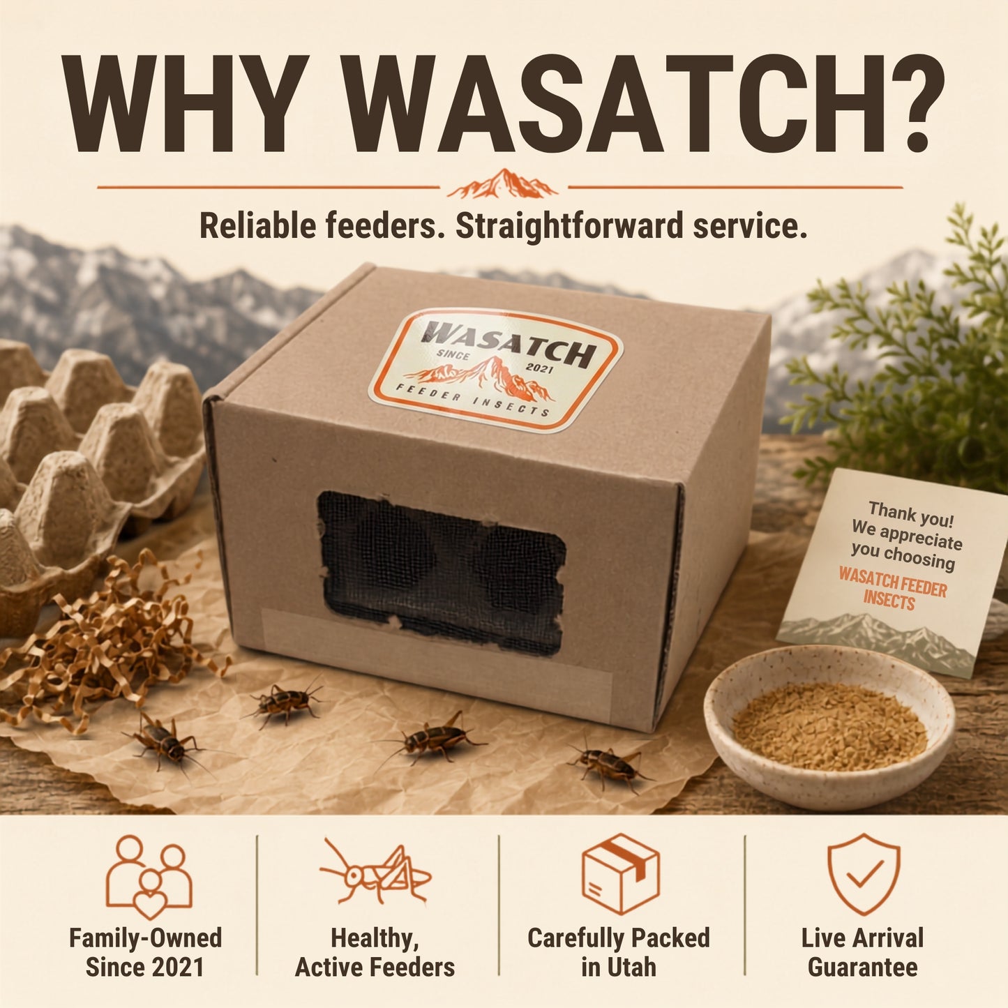 Live Banded Crickets Feeder Insects