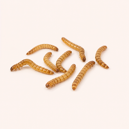 Live Superworms