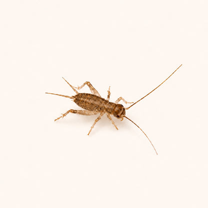 Live Banded Crickets Feeder Insects