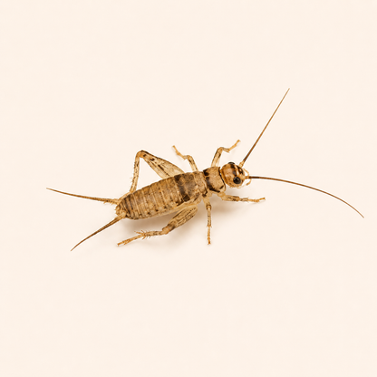 Live Banded Crickets Feeder Insects