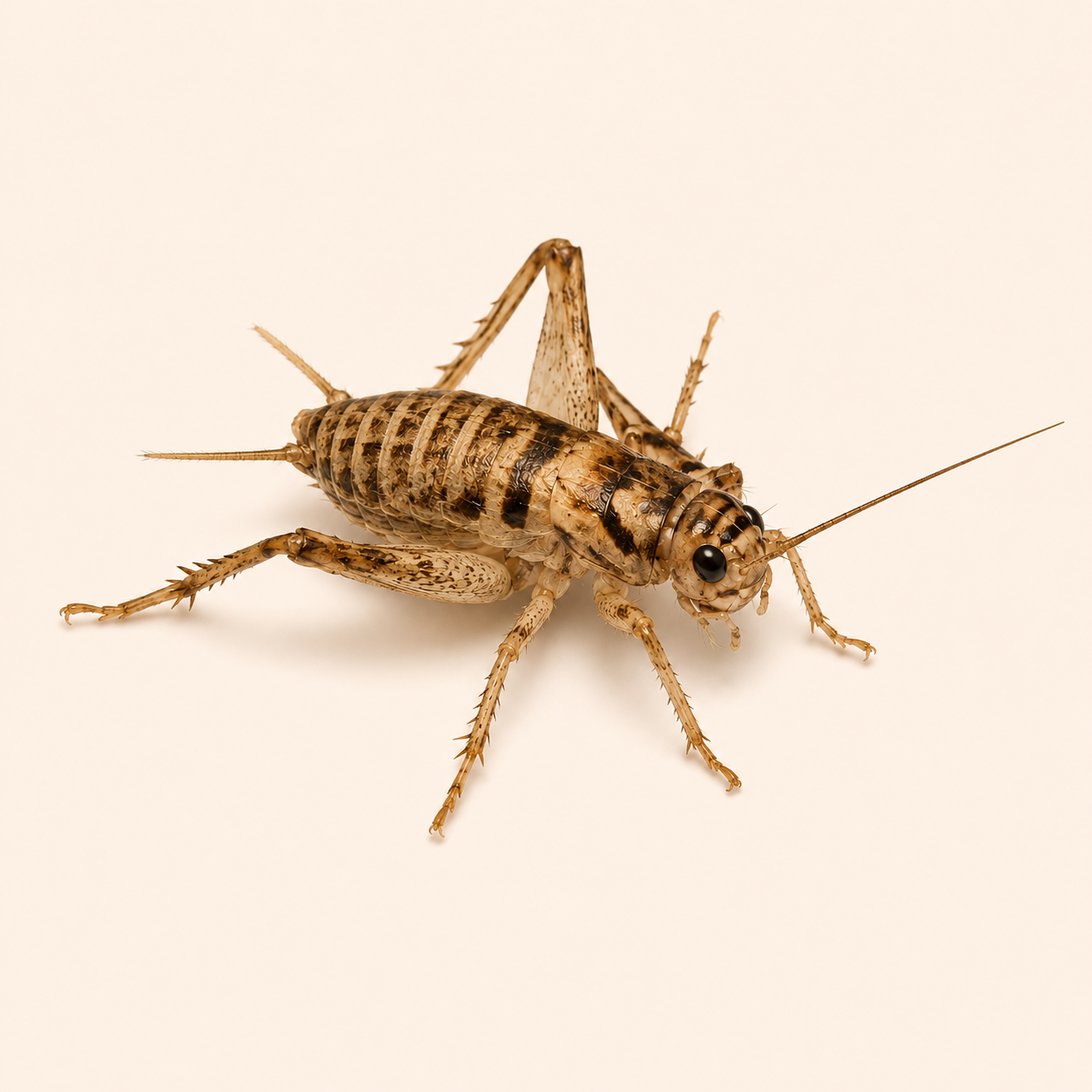 Live Banded Crickets