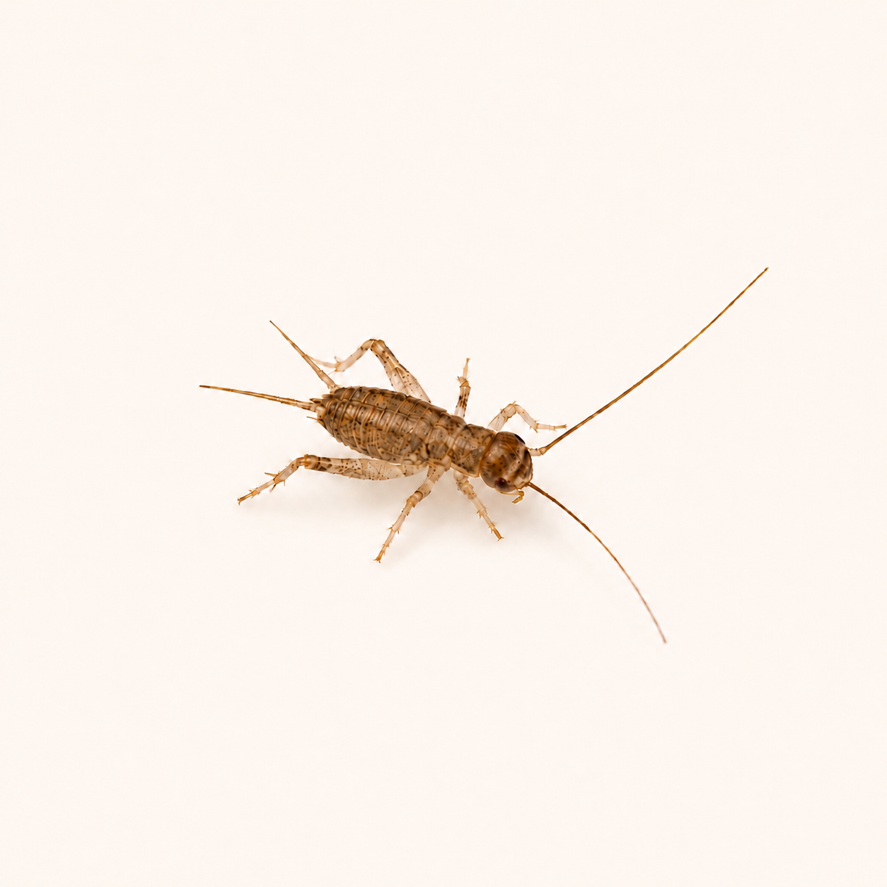 Live Banded Crickets