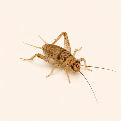 Live Banded Crickets Feeder Insects
