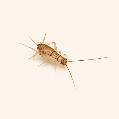 Live Banded Crickets Feeder Insects